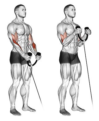 cable bicep curl  long head bicep exercises
