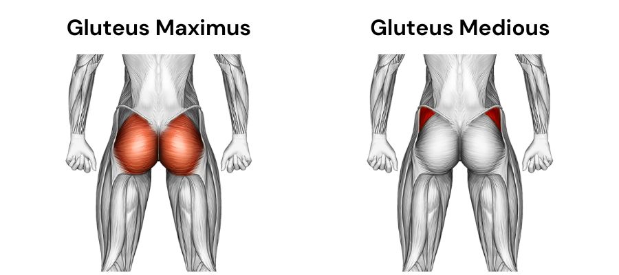 gluteus maximus and gluteus medius