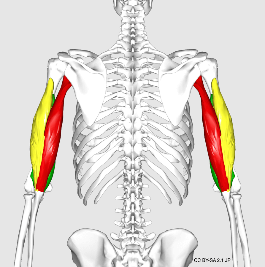 Tricep anatomy compound tricep exercises